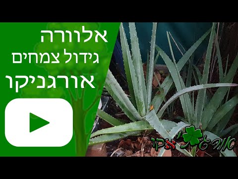 וִידֵאוֹ: טיפול בצמחי אליסום מתוקים: כיצד לגדל אליסום בגן