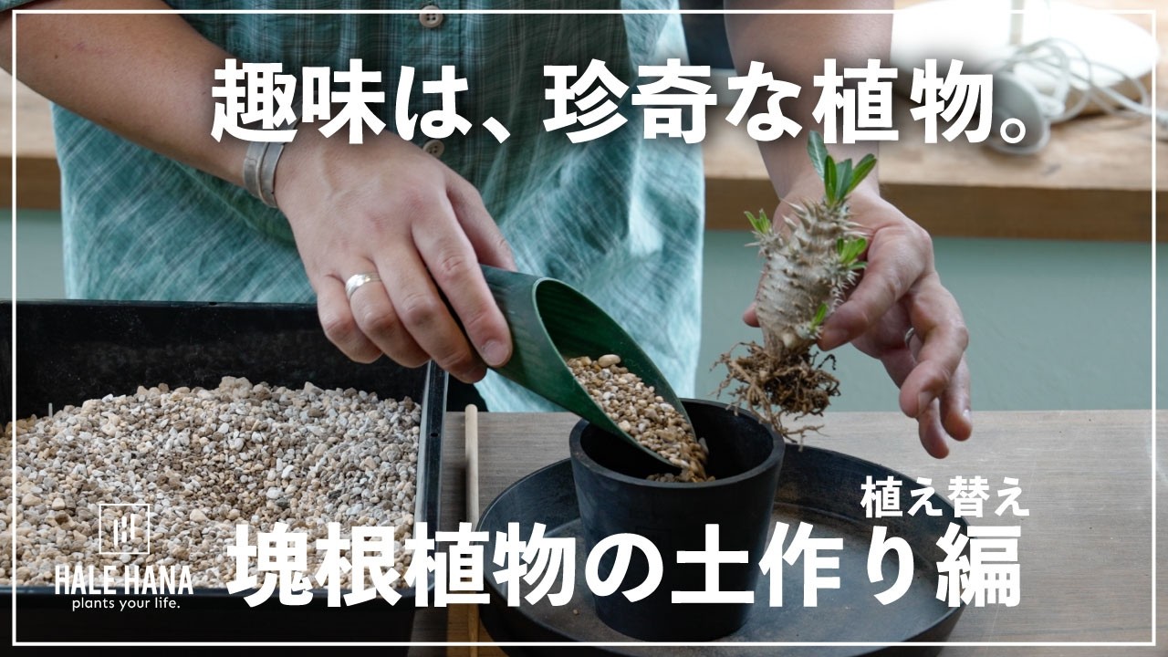 My Hobby is Rare Plants (Caudex Soil Mix Edition) - YouTube