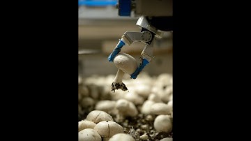 Mycionics Inc - The New Standard for Robotic Mushroom Harvesting
