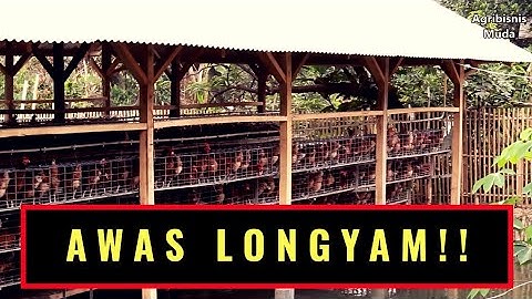 longyam budidaya ikan bersama ayam BAHAYA atau TIDAK?