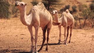 Camel Sounds