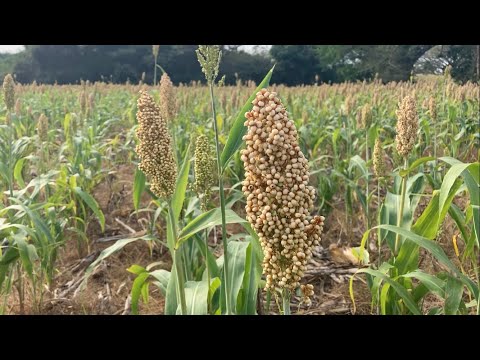 Mostrándoles cómo se corta el maicillo ⚔️🌾😮