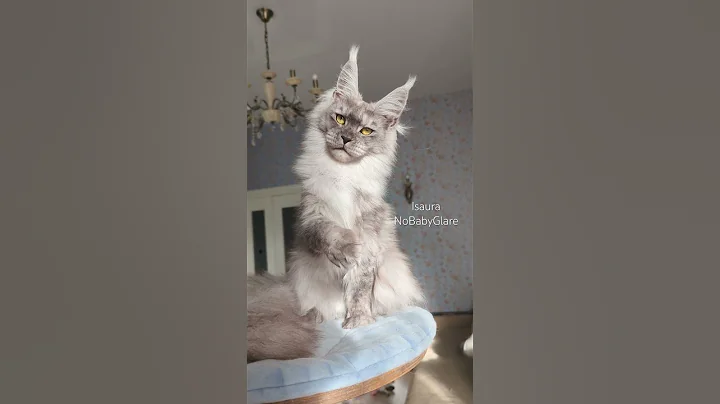 Video 11584821: maine coon cat breed, maine coon cat kitten, maine coon girl, black maine coon, mainecoon, cattery