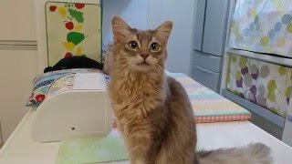 ソマリの鳴き声　【猫動画】