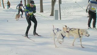 Finding Minnesota: Skijoring In The Dog Days Of Winter