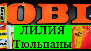 Распродажа! Луковичных цветов Нарциссы Тюльпаны.Успейте купить!Магазин ОБИ Дыбенко Санкт -Петербург