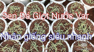Nhân giống sen đá giọt nước đột bến( var) cực dễ