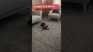 BAŞIMIN TATLI BELASI😍