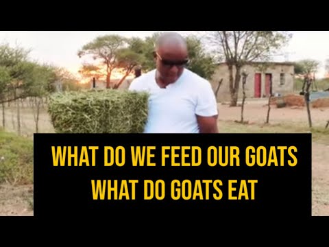 What do we feed our goats  What do goats eat