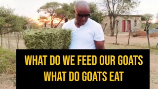 What do we feed our goats / What do goats eat