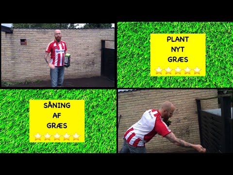 Video: Tussock-græs: Sådan dyrker du tuftet hårgræs i landskabet