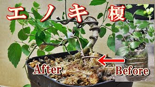 エノキ榎】山採りエノキをペットボトルから鉢上げ植え替え針金掛
