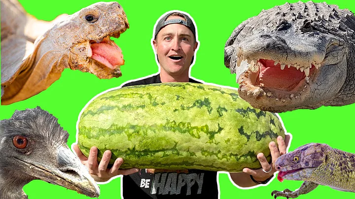 Animals ATTACK MASSIVE Watermelon!