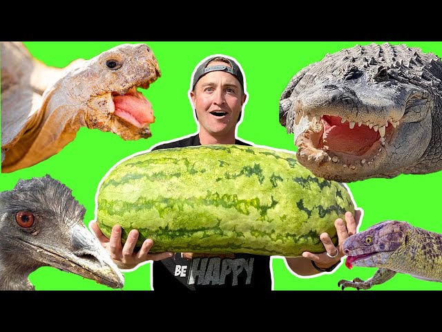 Animals ATTACK MASSIVE Watermelon! class=