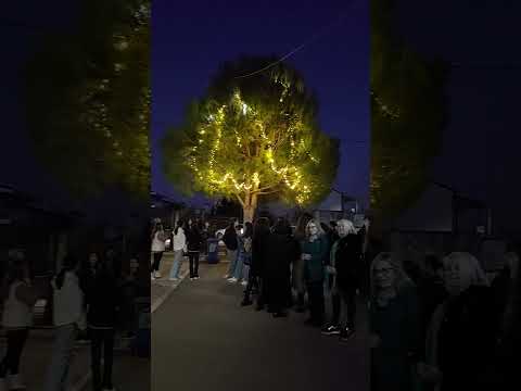 Άναμμα δέντρου 2024-1