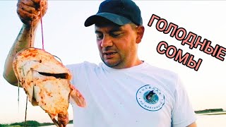 Сом на СОМА! Или как поймать сома? ПРОВЕРКА! (часть 2)