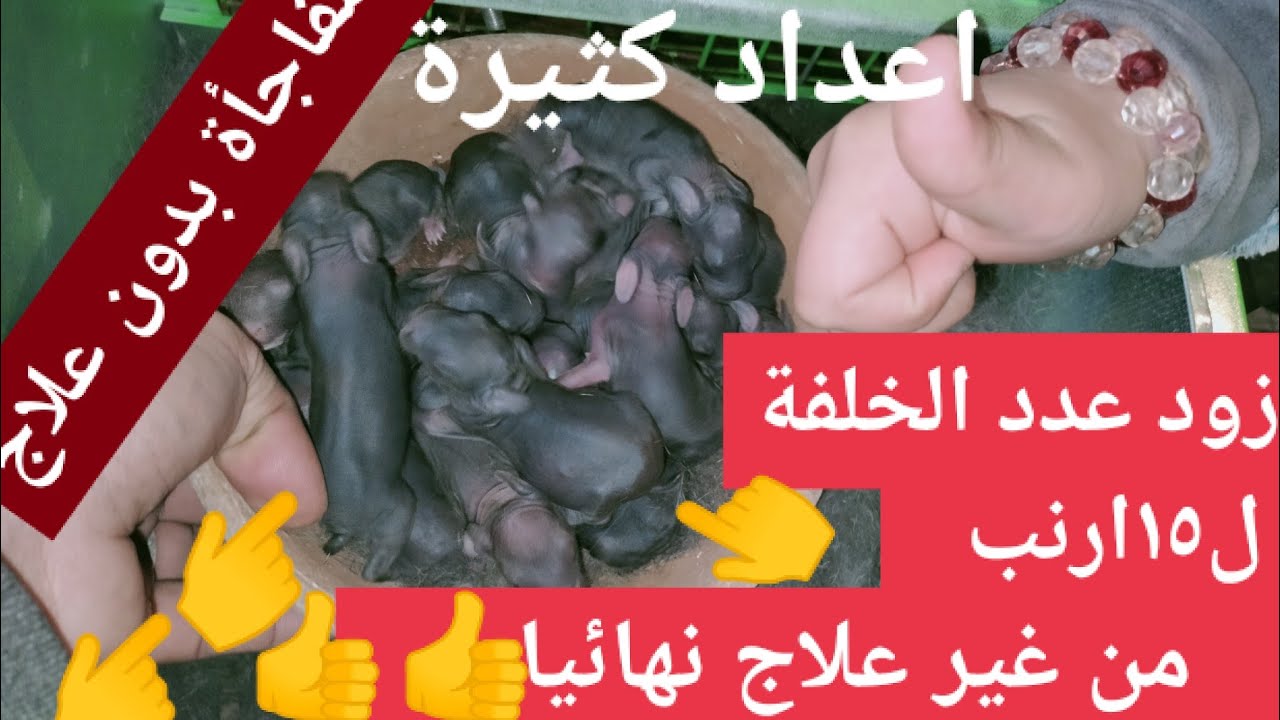 يلا بسرعة زود عدد الخلفة ل١٥ أرنب بدون اي علاج نهائيا والنتيجة مذهلة في الفيديو وتحدى 👍👍