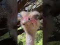 David the Ostrich: Blink Blink