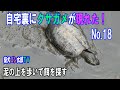 自宅裏にクサガメが現れた！No.18　～泥の上を歩いて餌を探す～