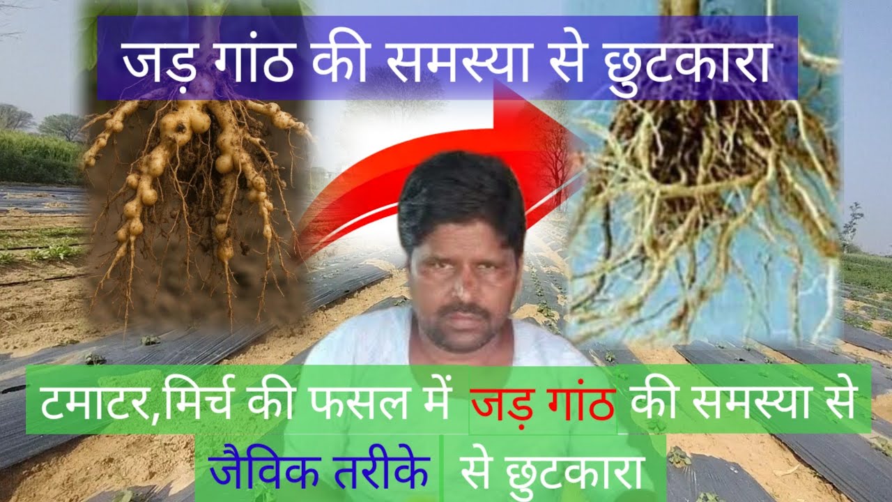 सब्जियों वाली फसलों में जड़ गांठ एवं जमीन में रहने वाली किट और रोगों की समस्या से छुटकारा कैसे पाएं?