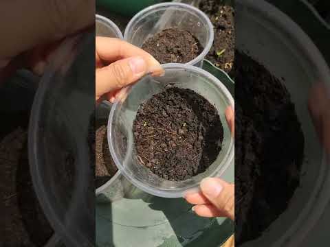 Video: Làm thế nào để bạn nảy mầm hạt giống cây gỗ đỏ ven biển?