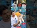 Pet Market Kolkata 😍/lowest price puppy dog/Gallif Street dogs #shorts #viral #dog #dogs #doglover