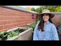 Planting my back deck garden beds  how i design my garden  refresh container soil