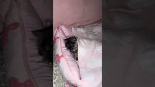 #kitten#cat#scotishcat#persiancat#cute#cutecat#funnycats#catlife