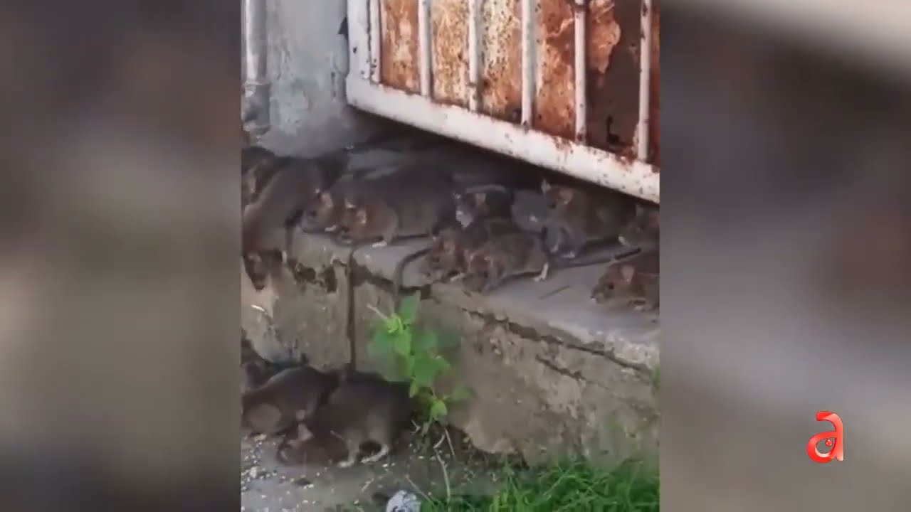 Imágenes Impactantes: plaga de ratas invade un barrio en La Habana ...
