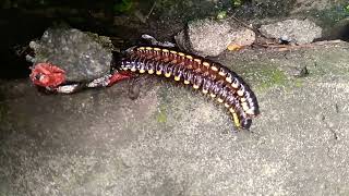 Download Lagu cara kawin lelue kaki seribu I sujud MP3