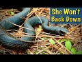 Persistent SNAKE Defends Her Tin Home!