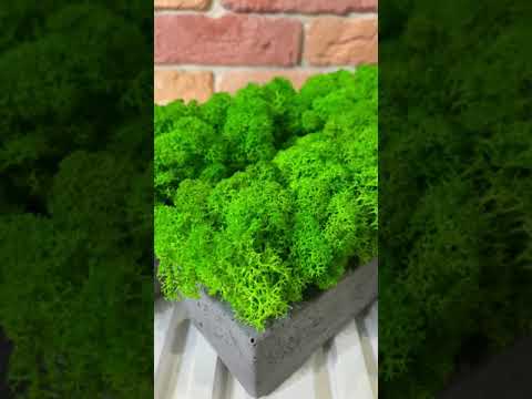 Мох ягель в