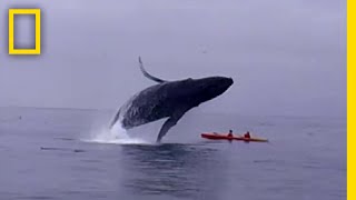 ザトウクジラの体当たり | ナショジオ