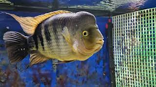 Amphilophus Citrinellus ....Pure midas cichlids and Polymorphism....