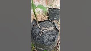 Benefits of rice husk charcoal for plants #info #tips #benefits #garden #rice husk