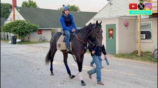 2026 Preakness Contenders Ocelli, Great White, and more Prepare in Kentucky