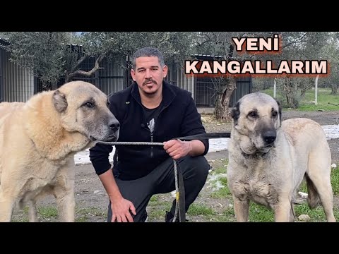 YENİ KANGALLARIM TOROS VE GÜRCEY | DAĞLARDAN İNİP EMEKLİLİĞE GELDİLER