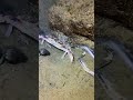 The seafood in the sea is so abundant！WM0916 #seafood #crab #fishing #fish