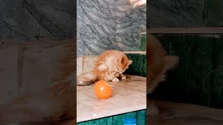 #funny #petlover #cat #pets