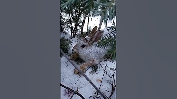 The hardest part of rabbit snaring.