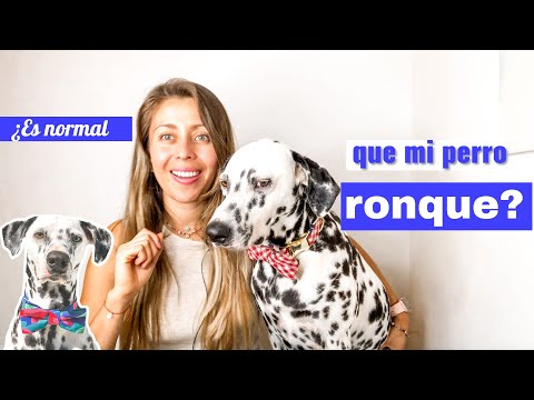 Video: ¿Es normal que un perro ronque?