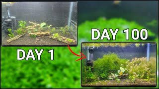 Shrimp Utopia - Step By Step Shrimp Tank Setup for Caridina with Mini Aquascape