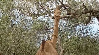 camel good video 🐪@Baabetharvijuto- by Animal thar parkar 3,826 views 2 months ago 1 minute, 14 seconds