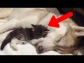 This Is What Happened When A Helpless Kitten Was Adopted By A Pack Of Huskies