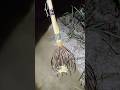 রাতে টেটা দিয়ে মাছ ধরতে আসলাম বিলে।#shorts #fishing #viral #trending