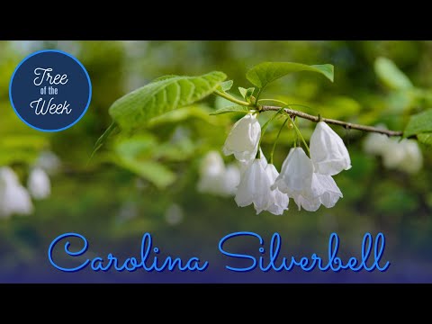 Video: Care Of Carolina Silverbell - Tips voor het kweken van Halesia Siverbells