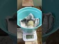 3/18ふ化🐣フンボルトペンギン