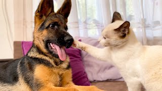 Poor German Shepherd Attacked by Kitten [Compilation]