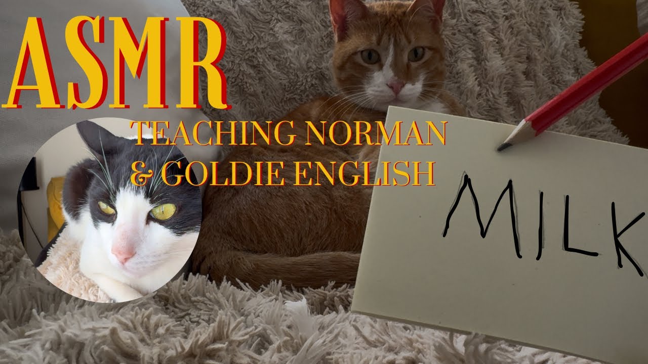 ASMR | Teaching Norman & Goldie English (trigger words & tracing)