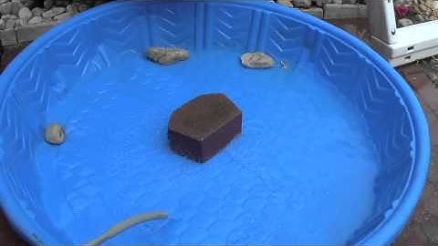 How to make a Pet Turtle Pool #turtles